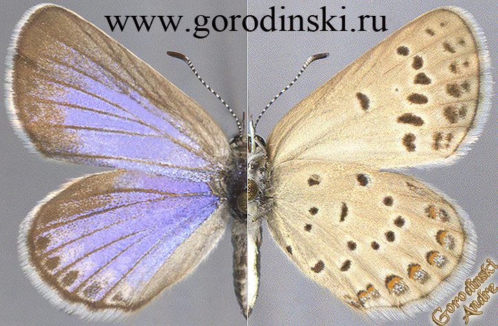 http://www.gorodinski.ru/lycaenidae/Plebejus maracandica dschagatai.jpg